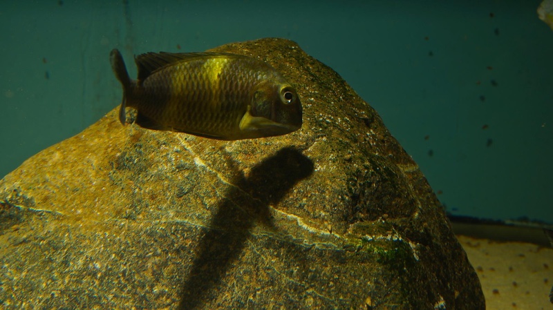 Tropheus sp. 'black' Lueba